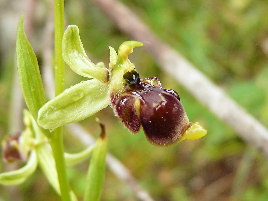 Ophrys scolopax